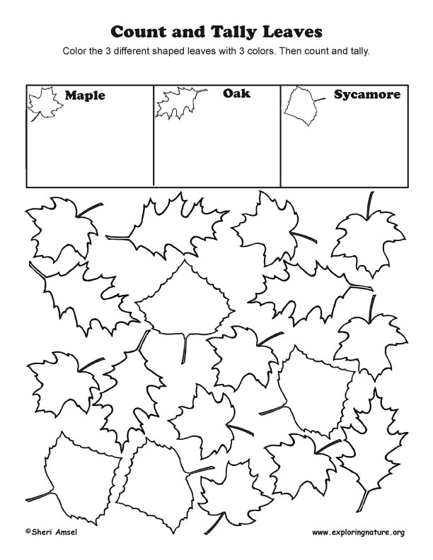 Count and Tally leaves