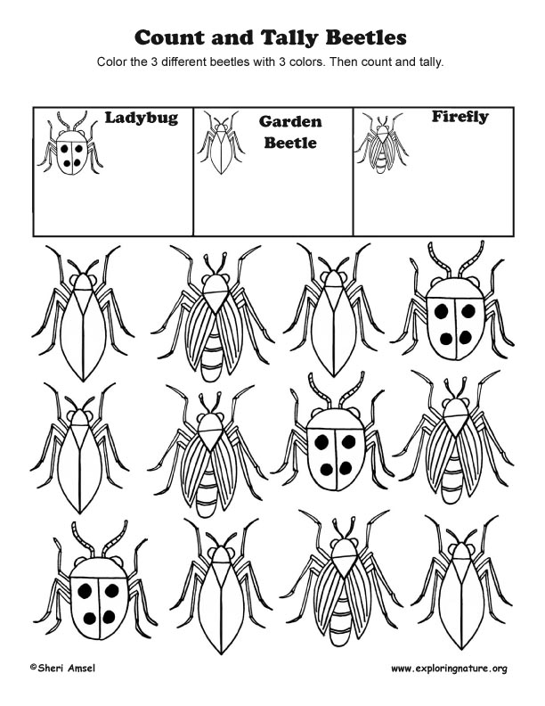 Count and Tally – Beetles