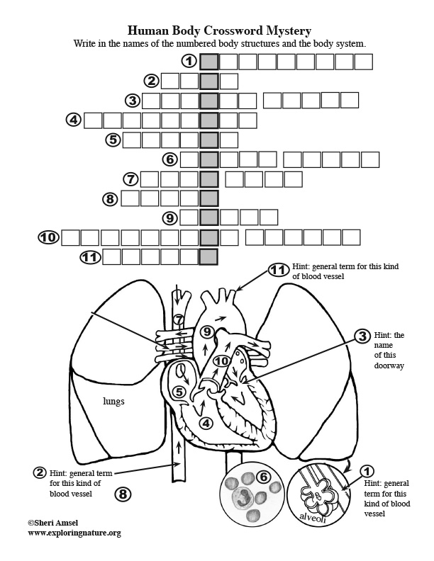 Body Structures Crossword Puzzle - Circulatory System