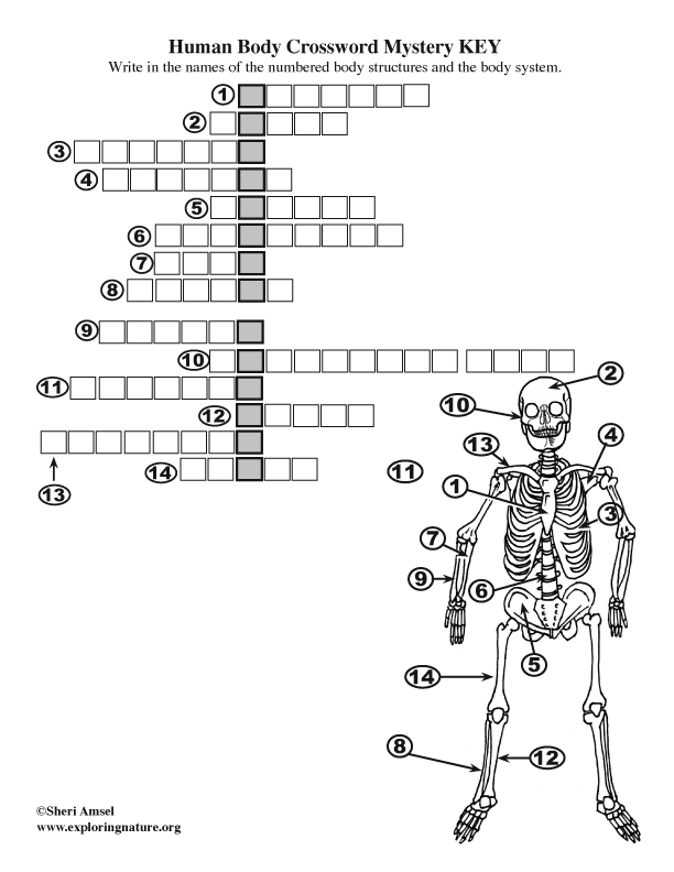 Body Structures Crossword Puzzle - Skeletal System.