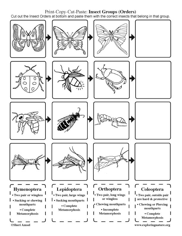 Insect Groups (Orders): Cut and Paste