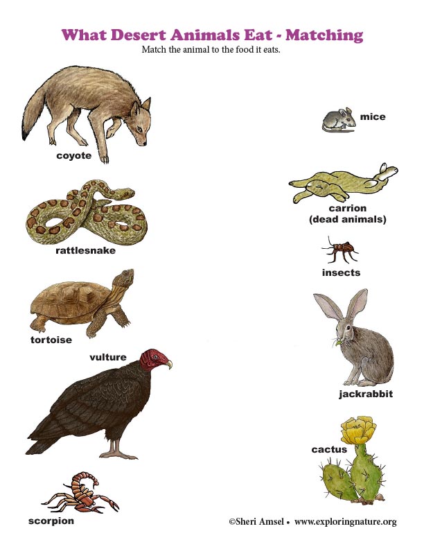 What Desert Animals Eat - Matching (Color) What Desert Animals Eat - Matching (Color)