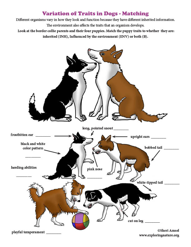 Variation of Traits in Dogs - Matching