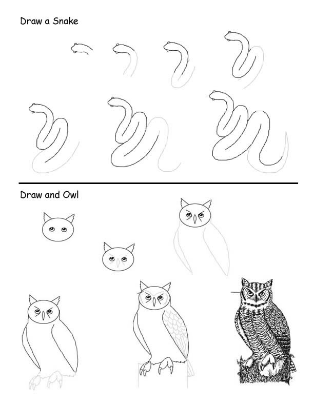 Drawing Food Webs with Own Animal Art Drawing Food Webs with Own Animal Art