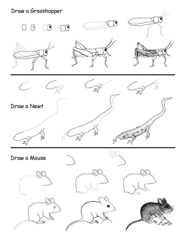 Drawing Food Webs with Own Animal Art