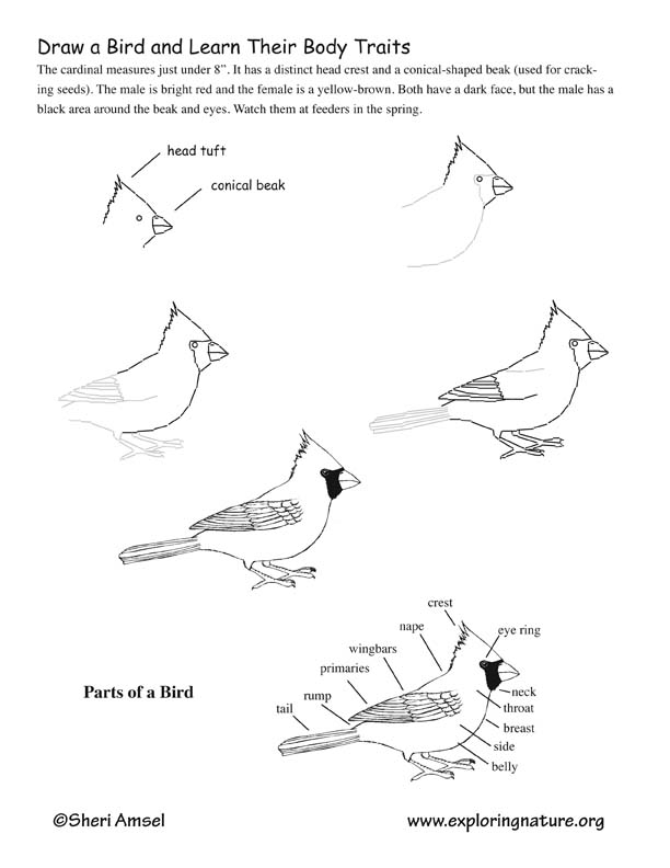 Bird Traits Lecture, Activity and Quiz