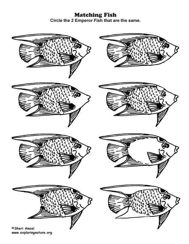 Matching Fish - Observation Activity