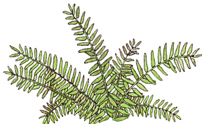 Fern Identification