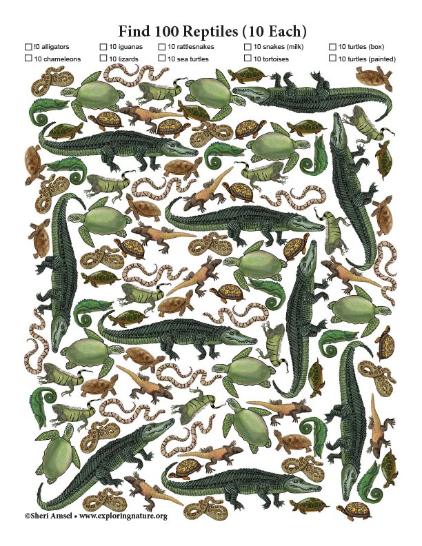 Find 100 Reptiles