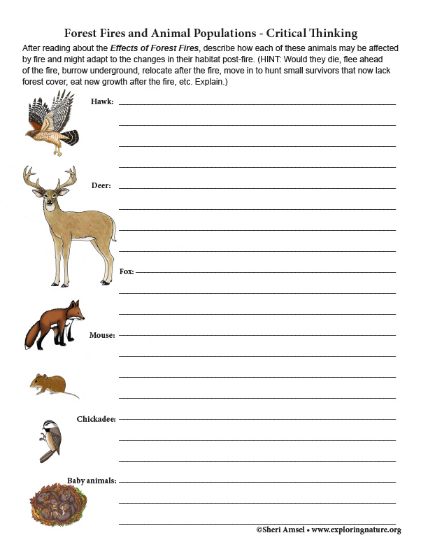 Forest Fires and Animal Populations - Critical Thinking (6-8th Grade NGSS) Forest Fires and Animal Populations - Critical Thinking (6-8th Grade NGSS)