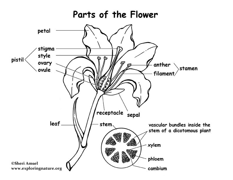 Flower Parts Labeling Page