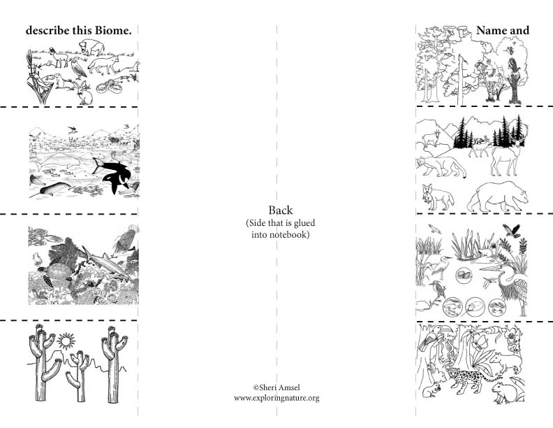 Biomes Foldable Activity biomes-foldable-activity