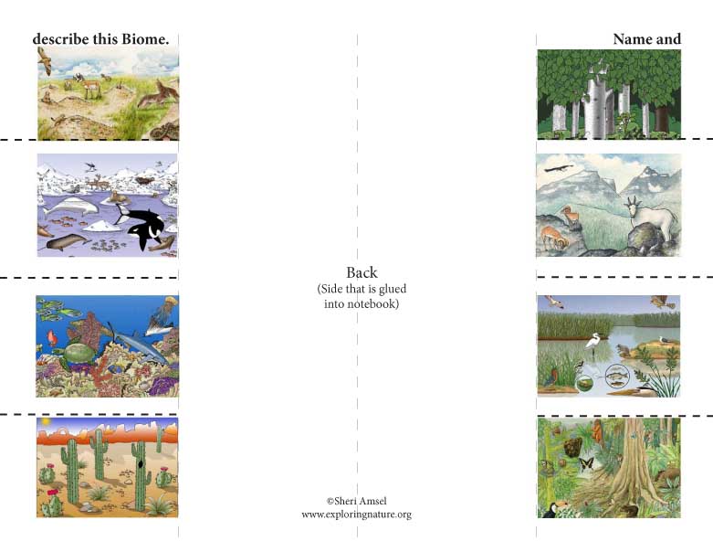 Biomes: Foldable Activity