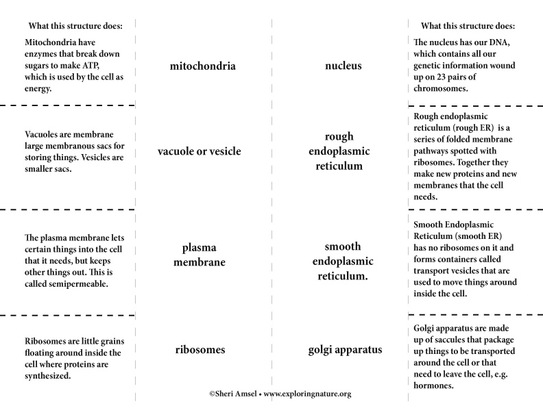 point of view foldable template
