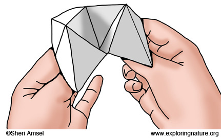 Foldable Fact Finder graphic