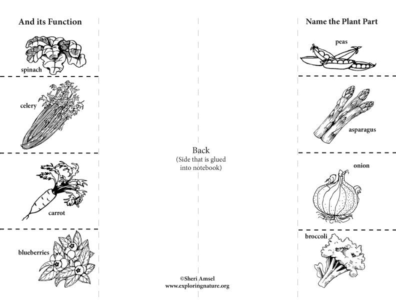 Plant Structures - Foldable Activity