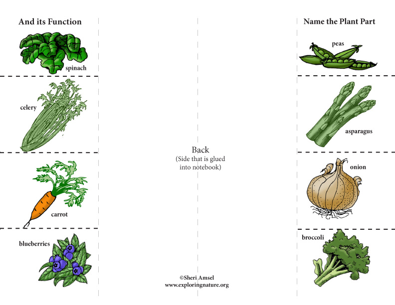 plant structures foldable activity mla cover
