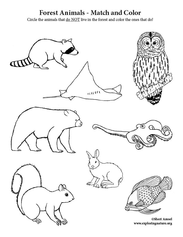 Deciduous Forest Animals - Match and Color Deciduous Forest Animals - Match and Color
