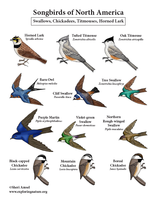 Birds of the Forest and Field Giant Poster - Woodpeckers, Grouse, Swallows and More