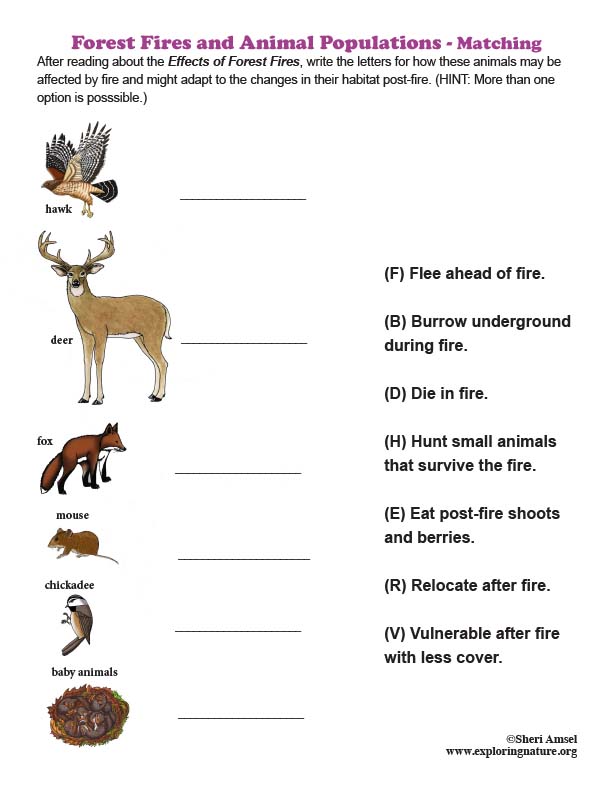 Forest Fires and Animal Populations - Matching