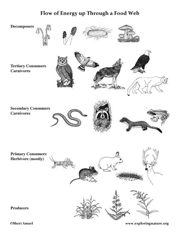 Food Web Lecture with Handouts