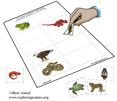 Card Sorting Activity