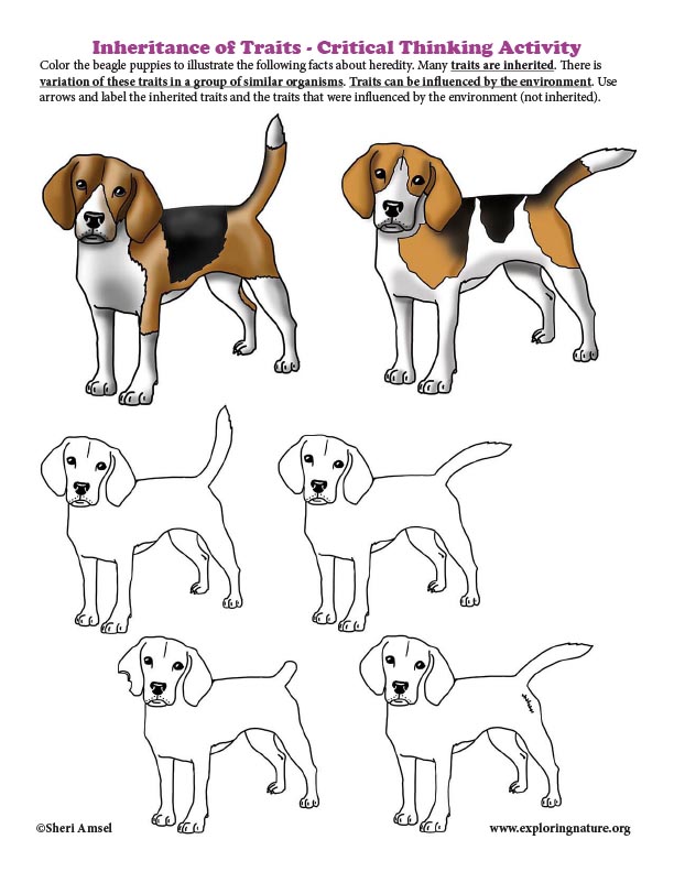 Inheritance of Traits (in Dogs) - Critical Thinking Activity