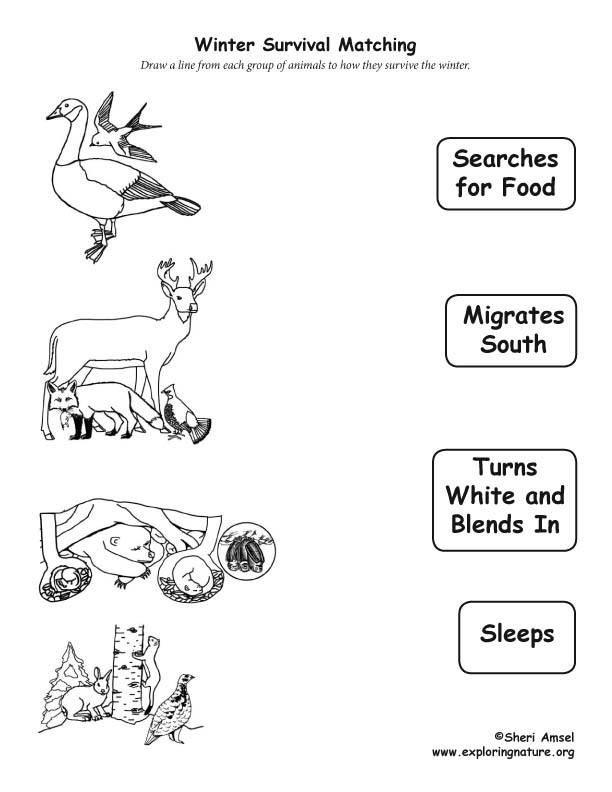 How Animals Survive the Winter - Matching How Animals Survive the Winter - Matching
