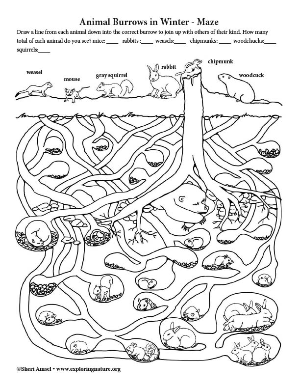 Animal Burrows in Winter - Maze