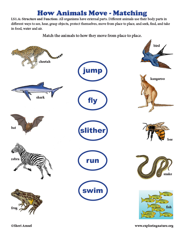 How Animals Move - Matching How Animals Move - Matching