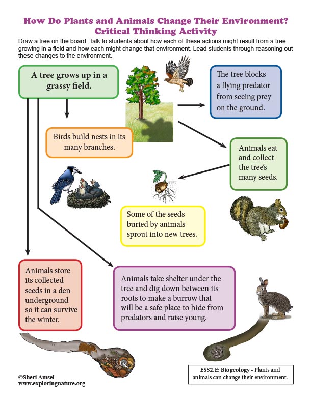 How Do Plants and Animals Change Their Environment? Critical Thinking Activity How Do Plants and Animals Change Their Environment? Critical Thinking Activity