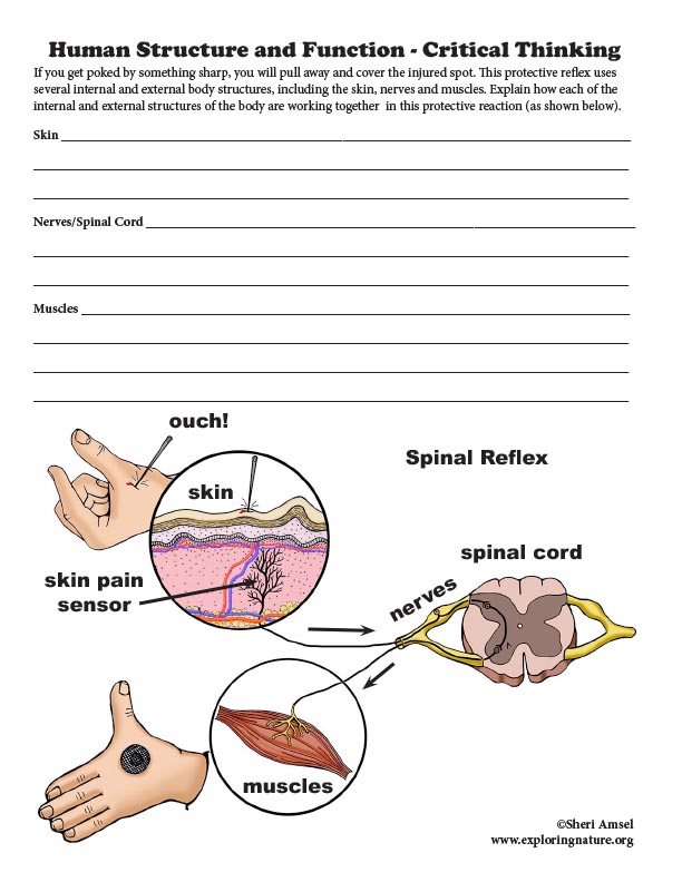 Critical thinking activities for structure and function of the brain image