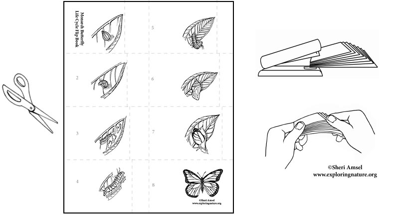 Life Cycle of a Spider Tab Flip book - Classful