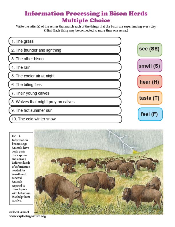 Information Processing in Bison Herds - Multiple Choice