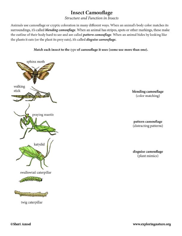 Insect Camouflage Matching - Structure & Function Insect Camouflage Matching - Structure & Function