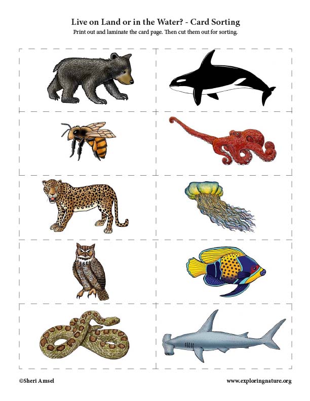 Does it Live on Land or in the Water? - Card Sorting Activity Does it Live on Land or in the Water? - Card Sorting Activity