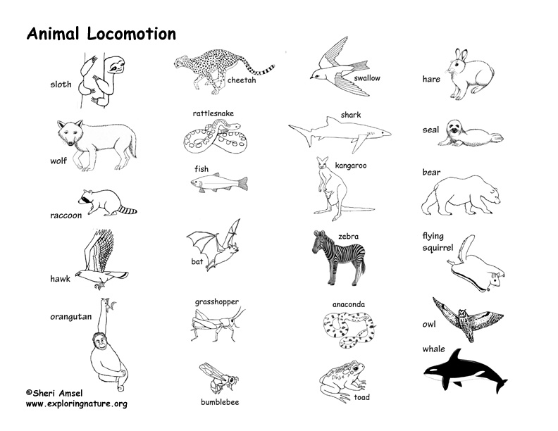 Cetosis en animales pdf