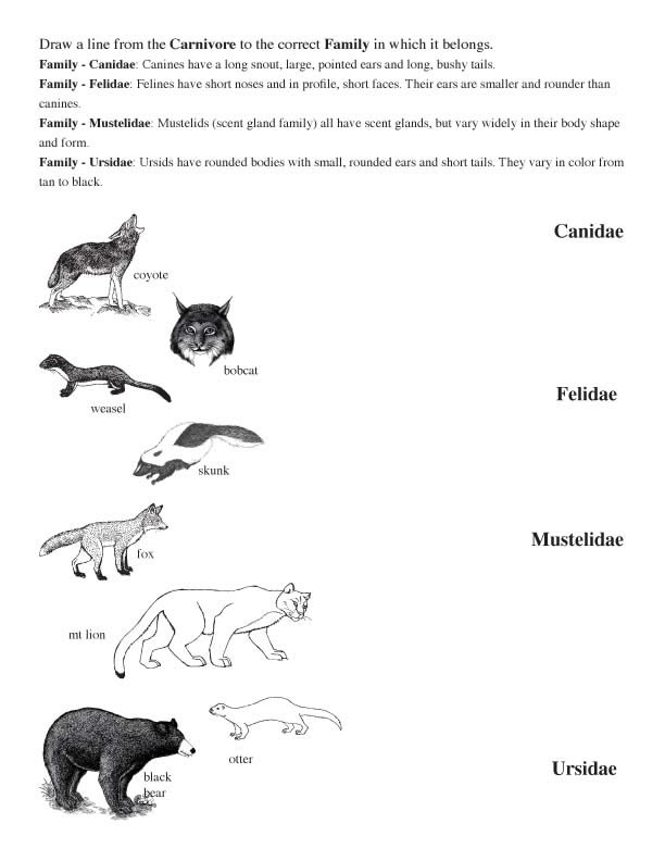 Matching Mammals to Their Family and Order