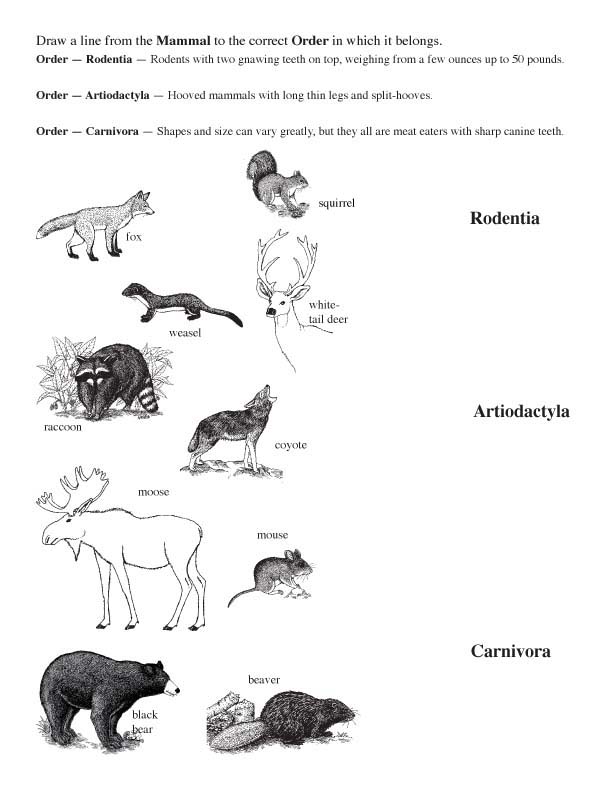 Matching Mammals to Their Family and Order