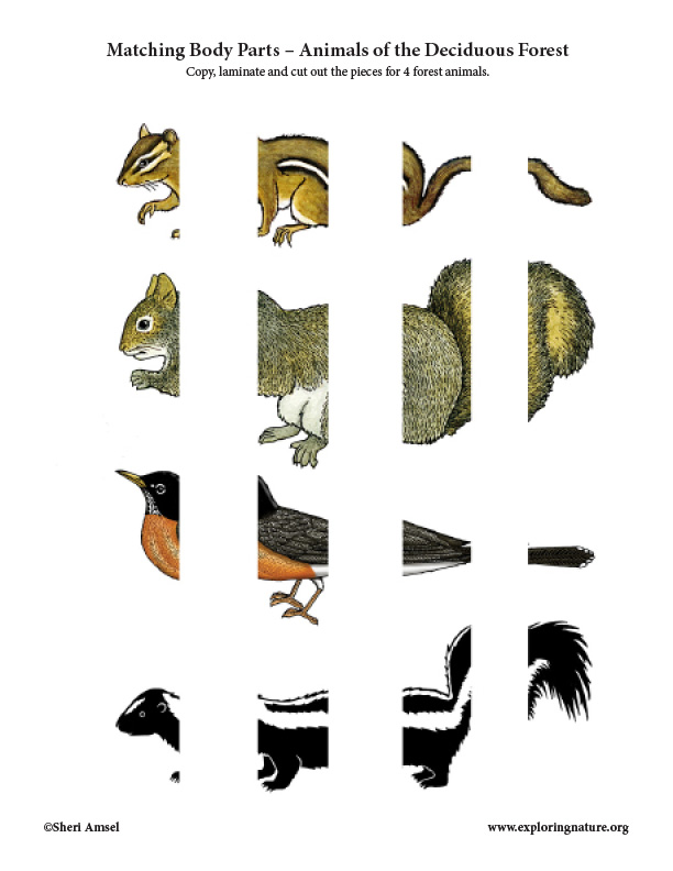 Matching Body Parts – Animals of the Deciduous Forest