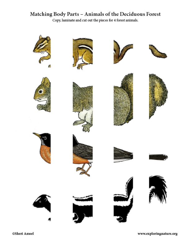 Matching Body Parts – Animals of the Deciduous Forest Matching Body Parts – Animals of the Deciduous Forest