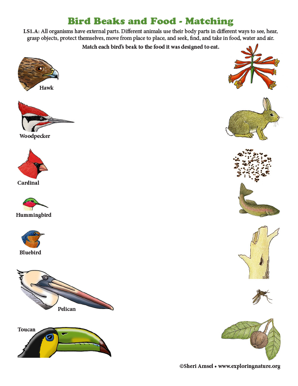 Match the Bird Beaks to Their Food (Color) Match the Bird Beaks to Their Food (Color)