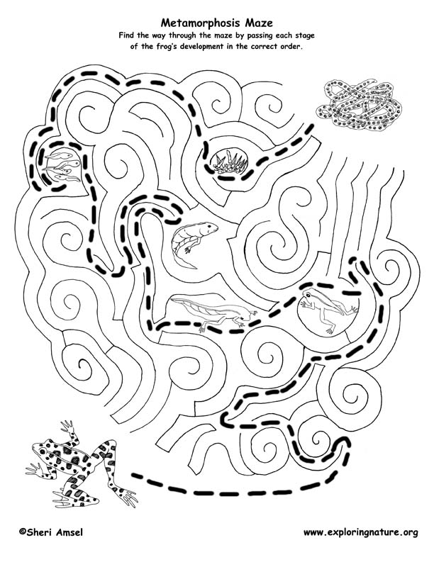 Frog Metamorphosis Maze