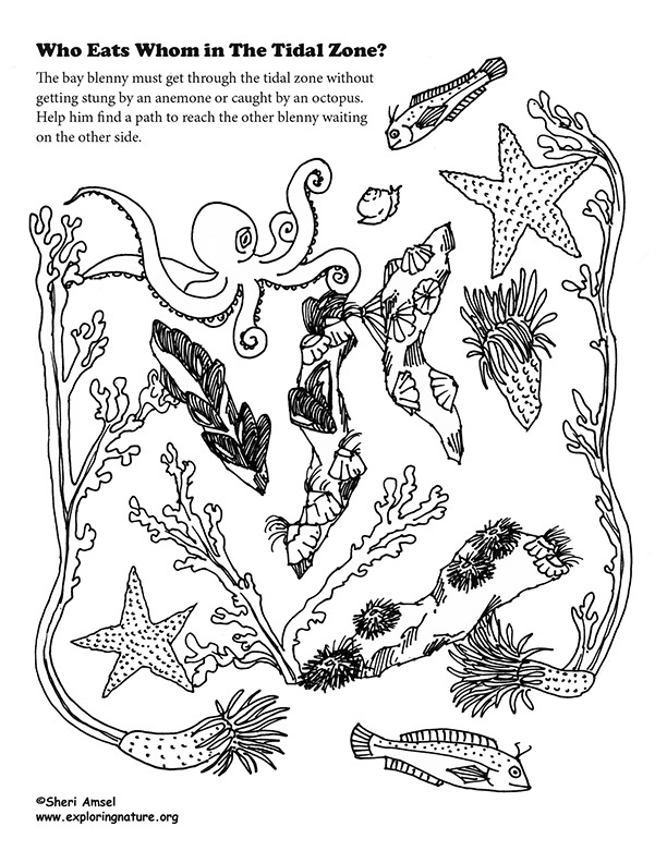 Maze - Who Eats Who in the Tidal Zone?