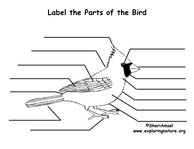 Bird body features labeling