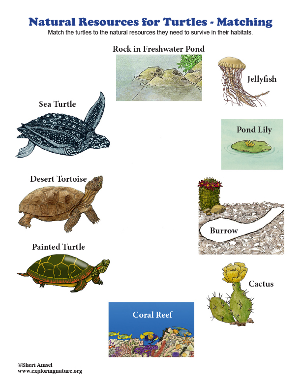 Natural Resources for Turtles - Matching