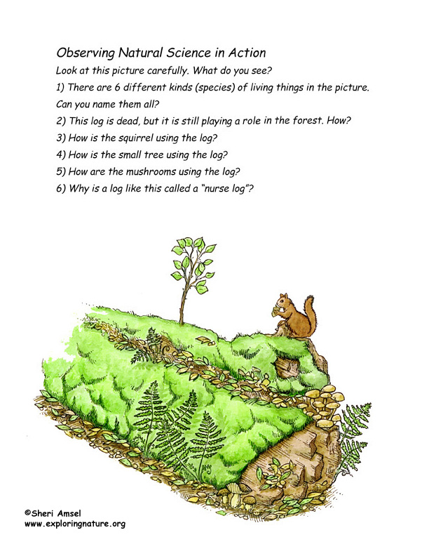 Nurse Log Raising Baby Trees