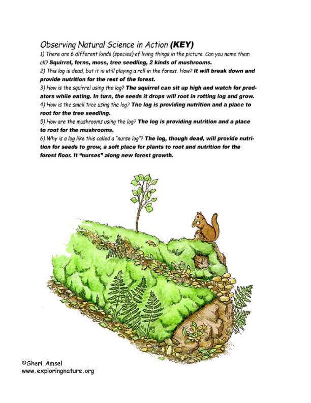 Nurse Log Raising Baby Trees