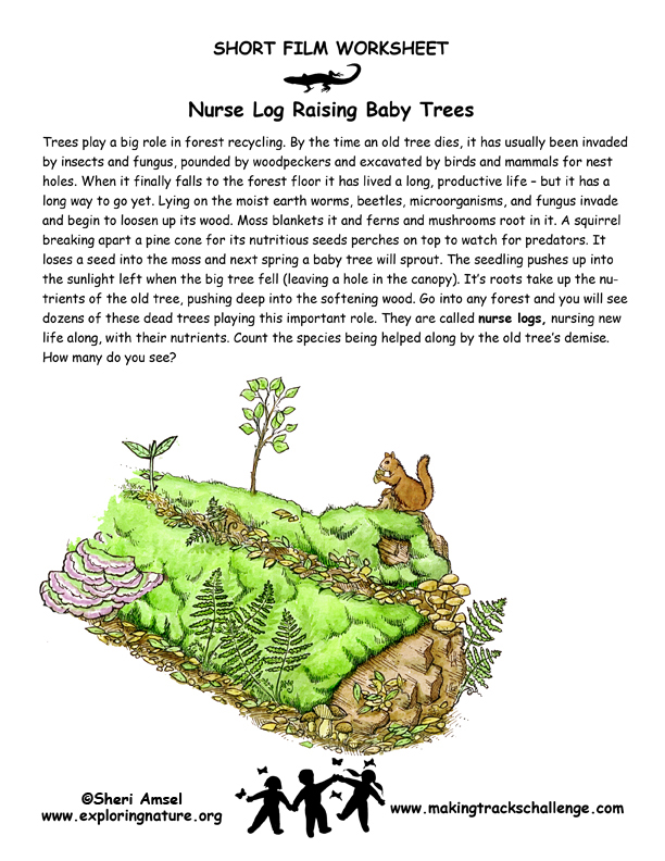 Nurse Log Raising Baby Trees