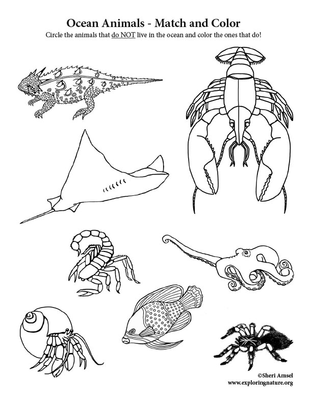 Ocean Animals  - Match and Color